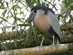 Boat-billed Heron    